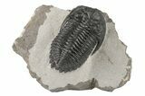 Detailed Hollardops Trilobite - Nice Eye Facets #204242-2
